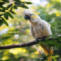 Majestic Yellow-Crested Cockatoo Perched Among Lush Greenery