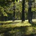 Serene Forest Landscape with Sunlight Filtering Through Trees