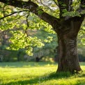 Serene Spring Landscape with Lush Green Tree and Sunlit Grass