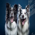 Happy Border Collies: Playful Pets with Joyful Expressions