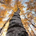 Majestic Birch Trees in Autumn: Nature's Golden Canopy