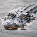 Close-Up of Alligator Eyes in Water: Nature's Predator