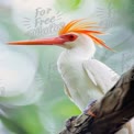 Striking White Bird with Vibrant Orange Crest in Nature