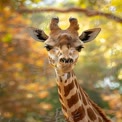 Majestic Giraffe Portrait in Natural Habitat with Bokeh Background