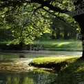 Tranquil Nature Scene: Serene Riverbank with Lush Greenery and Soft Morning Light