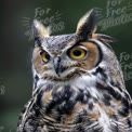 Majestic Great Horned Owl Portrait with Striking Yellow Eyes