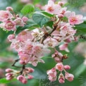 Delicate Pink Blossoms: Spring Floral Beauty and Nature's Renewal