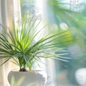 Bright Indoor Plant in Sunlit Window - Fresh Home Decor and Wellness