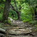 Serene Forest Pathway with Twisted Trees and Exposed Roots