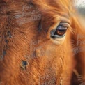 Close-Up of a Horse's Eye: Captivating Animal Portrait for Nature and Farm Themes