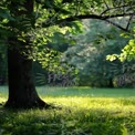 Serene Forest Glade with Sunlight Filtering Through Leaves