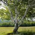 Serene Birch Tree in Lush Green Meadow: Nature's Tranquility and Beauty