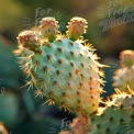 Vibrant Cactus Close-Up: Nature's Resilience and Desert Beauty