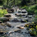 Tranquil Stream Flowing Through Lush Greenery: Nature's Serenity