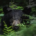 Majestic Black Bear in Lush Forest Habitat