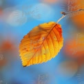 Vibrant Autumn Leaf Against a Soft Blue Background - Nature's Beauty