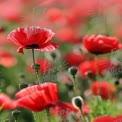 Vibrant Red Poppies in Bloom: Nature's Colorful Landscape