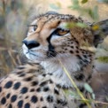 Majestic Cheetah Portrait in Natural Habitat