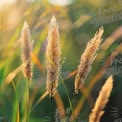 Golden Grass Blades in Soft Sunset Light - Nature Background