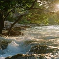 Tranquil Seascape: Sunlit Waves and Lush Greenery by the Shore