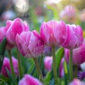 Vibrant Pink Tulips in Bloom: Spring Floral Beauty and Nature's Colors