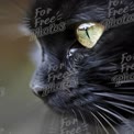 Close-Up of a Black Cat's Eye with Striking Green Iris and Whiskers