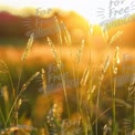 Golden Sunrise Over Wheat Field: Nature's Serenity and Warmth