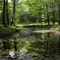 Tranquil Forest Stream with Reflections in Lush Greenery