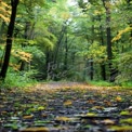 Serene Autumn Forest Pathway with Colorful Leaves