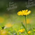 Lebendige gelbe Blume in Blüte vor einem sanften grünen Hintergrund