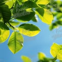 Vibrant Green Leaves Against a Clear Blue Sky - Nature Background