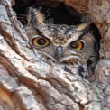 Majestic Owl Peering from Tree Hollow: Nature's Wildlife Portrait