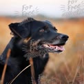 Happy Black Dog in Golden Field - Joyful Pet Portrait