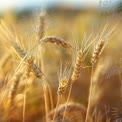 Golden Wheat Field Close-Up: Nature's Harvest and Agriculture Beauty