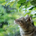 Curious Cat Gazing at Raindrops in Lush Greenery