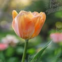 Linda Tulipa Laranja em Flor - Fundo Floral de Primavera