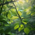 Sunlit Green Leaves in Nature: Freshness and Serenity