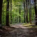 Serene Forest Pathway: Tranquil Nature Trail in Lush Green Woods