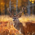 Majestic Stag in Autumn Landscape: Nature's Beauty and Wildlife