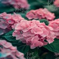 Vibrant Pink Hydrangea Blooms in Lush Green Foliage - Nature's Beauty