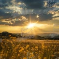 Golden Sunset Over Blooming Fields: Nature's Serenity and Beauty