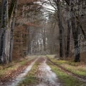 Serene Forest Pathway: Tranquil Nature Trail in Autumn