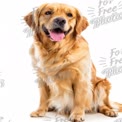 Happy Golden Retriever Portrait on White Background