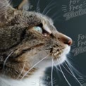 Close-Up of a Cat's Profile with Intense Green Eyes and Whiskers