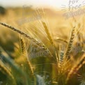 Golden Wheat Fields at Sunset: Nature's Bounty and Harvest Season