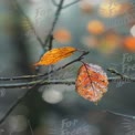 Folhas de Outono em Foco Suave: a Transição Colorida da Natureza