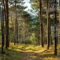 Serene Forest Pathway: Tranquil Nature Trail Surrounded by Tall Pines