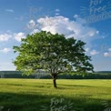 Solitary Green Tree in Lush Meadow Under Blue Sky