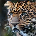 Close-Up of Majestic Leopard with Striking Spots and Intense Gaze