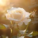 Elegant White Rose in Soft Golden Light - Nature's Beauty and Serenity